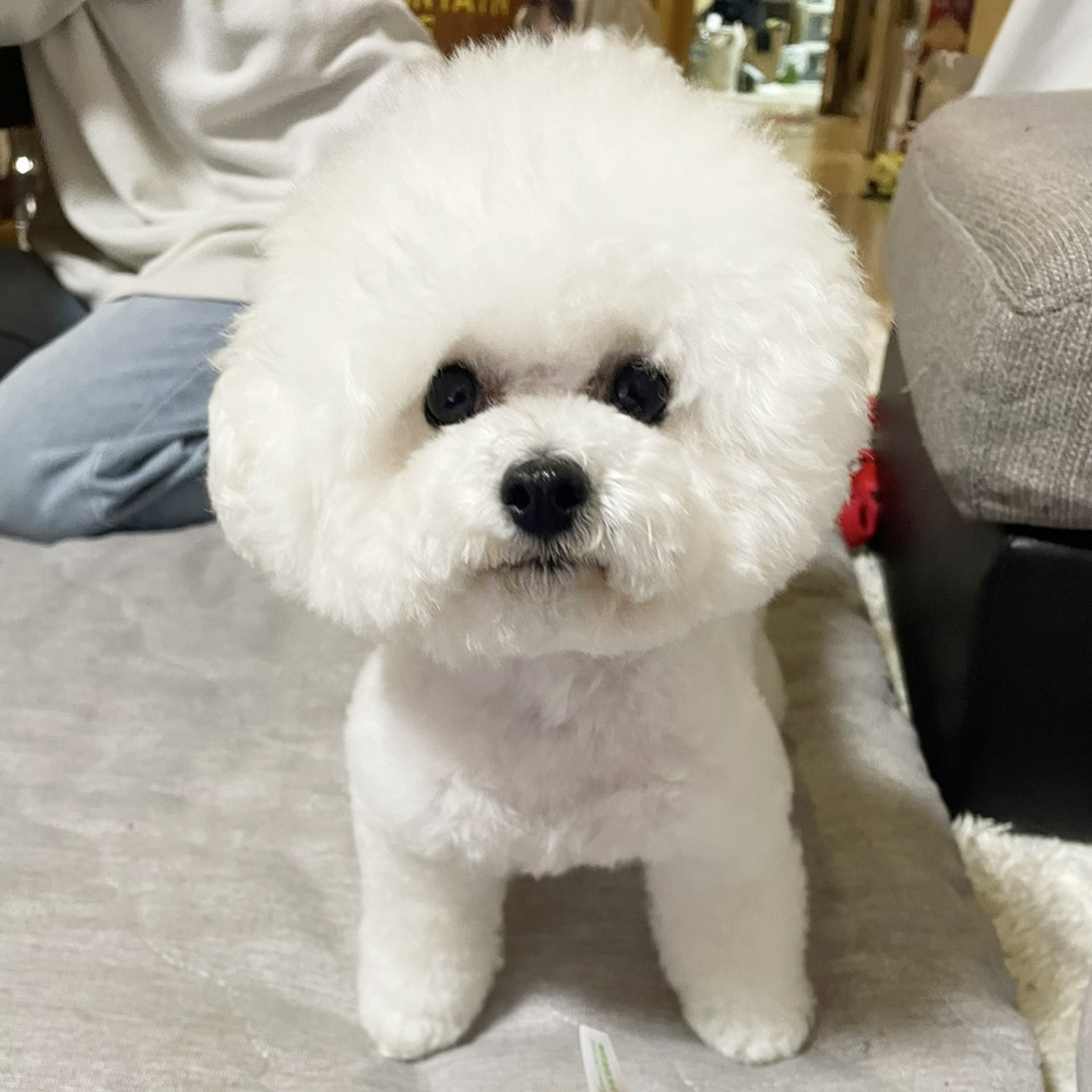 卒業犬アネラちゃんの近況♪